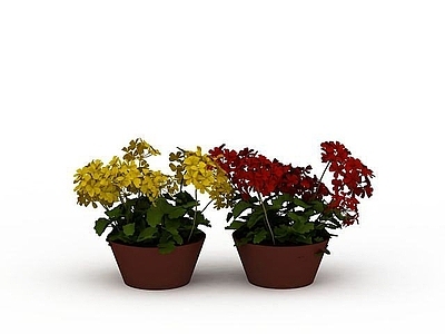 现代开花盆景