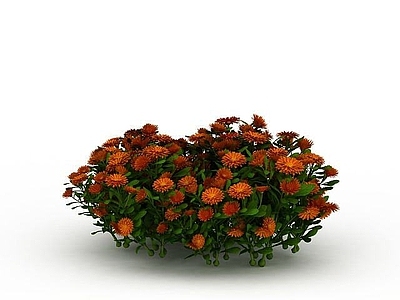 现代橘色园艺植物