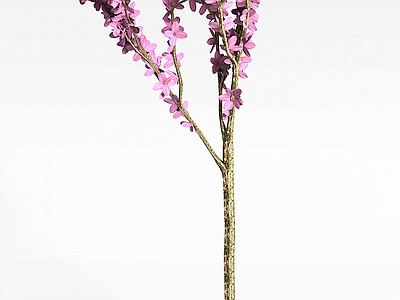现代紫花树
