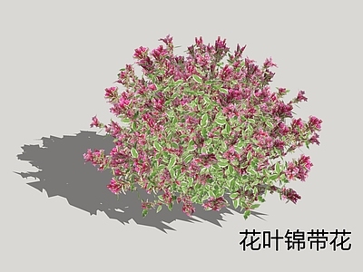 灌木 花叶锦带花 花境植物 灌木球 花镜