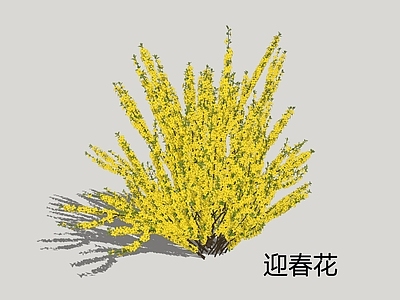 灌木 迎春花 落叶灌木 黄素馨 绿篱 灌木球