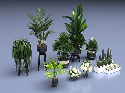 盆栽 室内植物盆栽
