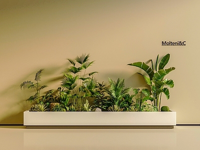 植物组合 植物堆 盆栽组合 树池植物组合