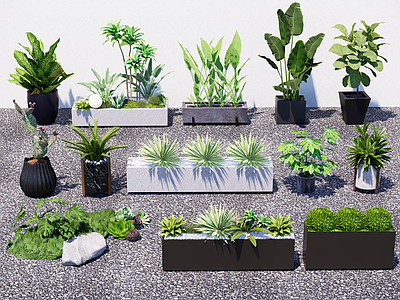 植物组合 沙漠植物 植物球 仙人掌 多肉植物 盆栽植物