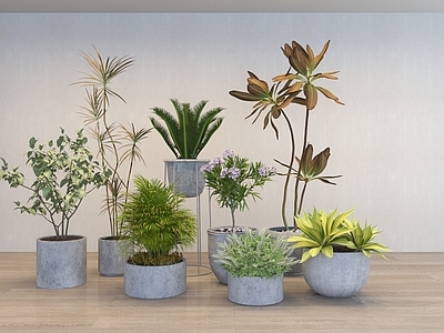 盆栽 现代植物盆栽盆景