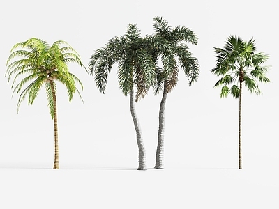 景观树 热带棕榈树 椰子树 树木 景观树