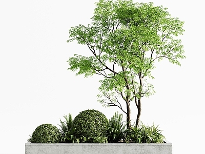 树池 现代树 柠檬树 景观树 景观树池