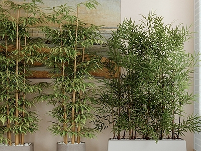盆栽 盆栽 竹子 盆景 植物 绿植