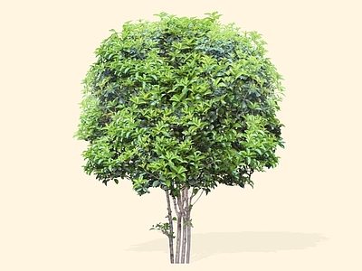 乔木 2D精品桂花 开花乔木 常绿乔木 金桂