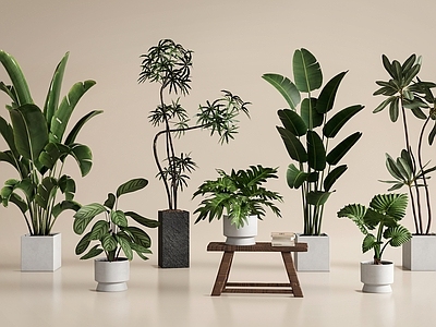 盆栽 植物盆栽 天堂鸟 望鹤兰
