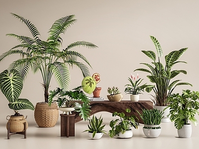 盆栽 植物盆栽 散尾葵 天堂鸟 龟背竹 帝王花烛
