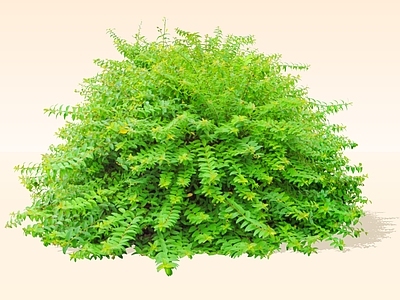 灌木 2D金丝梅 芒种花 云南连翘 断痔果