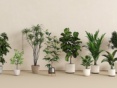 盆栽 绿植盆栽组合