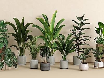 盆栽 绿植盆栽组合