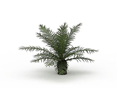 现代蕨类植物