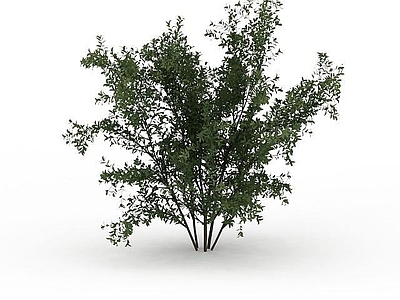 现代绿叶景观树