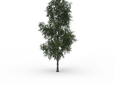 现代细叶景观树