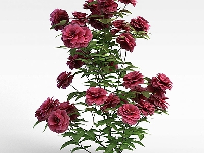 现代月季花