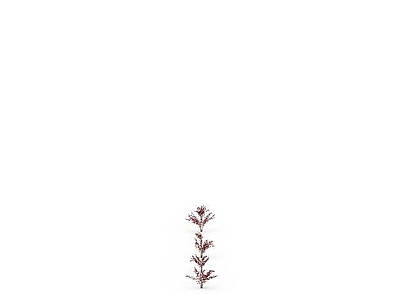 现代景观粉花