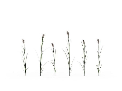 芦苇草