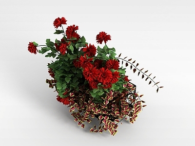 现代月季花