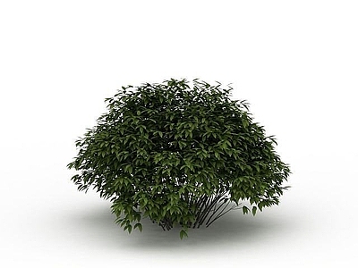 现代灌木