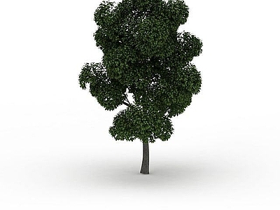 现代景观树