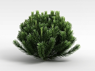 现代针叶植被