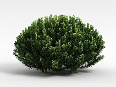 现代常青植被