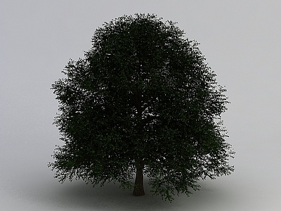 现代室外景观树