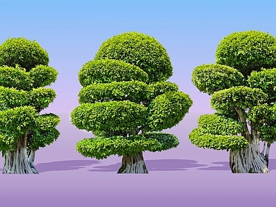 乔木 2D细叶造型榕 小叶榕 雅榕 万年青 造型榕树