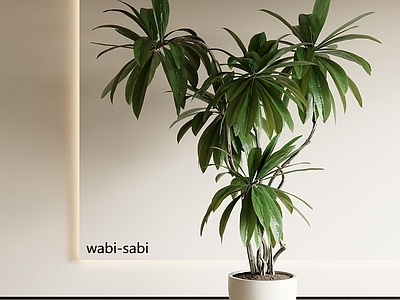 盆栽 现代盆栽植物