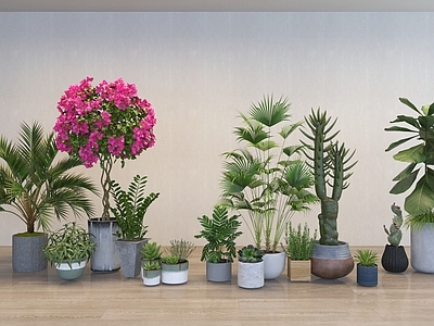 盆栽 植物盆栽盆景组合 绿植灌木花草 室内造景植物装饰