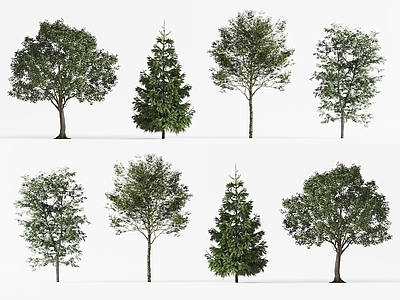 景观树 现代景观树 椰子树 树木 城市树木 庭院树木