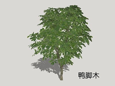 灌木 鸭脚木 鹅掌柴 灌木 耐阴植物