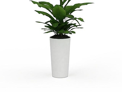 现代绿色植物盆景