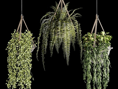 盆栽 垂吊植物 垂吊 植物 装饰