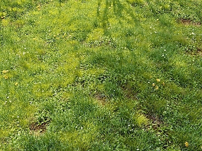 草
