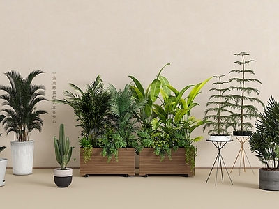 盆栽 绿植盆栽组合