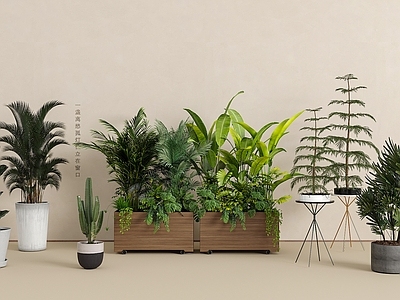 盆栽 绿植盆栽组合