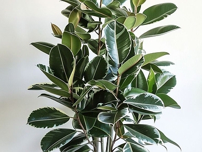 盆栽 现代绿植盆栽