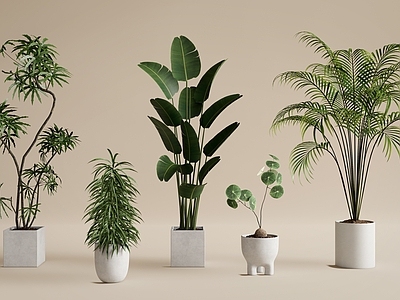 盆栽 植物盆栽 绿植盆栽