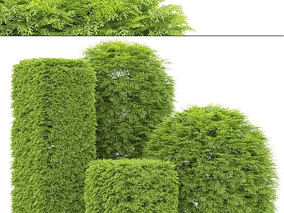 灌木