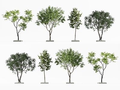 景观树 现代树木 景观树 果树 庭院树木 行道树