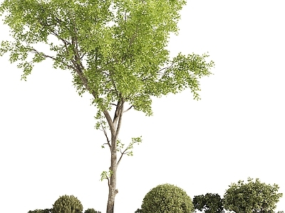 树池 现代树 景观树池 绿植造景