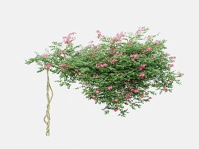 藤蔓 花架藤蔓 吊篮藤蔓 盆栽藤蔓 花墙藤蔓 廊架藤蔓