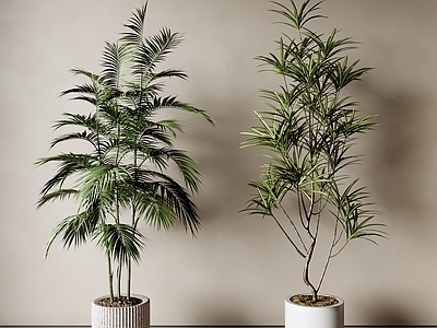 盆栽 客厅盆栽 阳台盆栽 绿植盆栽 植物盆栽 现代盆栽