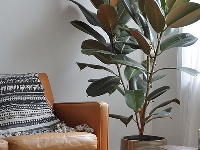 盆栽 现代绿植盆栽