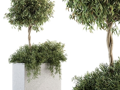 其他绿植