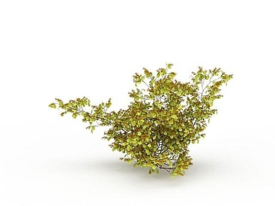现代公园景观植被